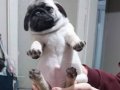  A kalite pug yavruları gül kuyruk 