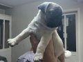  A kalite pug yavruları gül kuyruk 