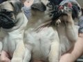  A kalite pug yavruları gül kuyruk 