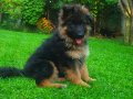 Uzun Kürklü  Alman çoban köpeği yavrusu secereli