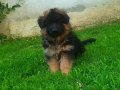 Uzun Kürklü  Alman çoban köpeği yavrusu secereli