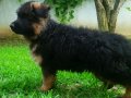 Uzun Kürklü  Alman çoban köpeği yavrusu secereli