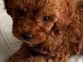 İki Aylık Toy Poodle Acil Yuva