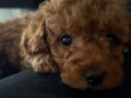 İki Aylık Toy Poodle Acil Yuva