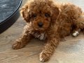 İki Aylık Toy Poodle Acil Yuva