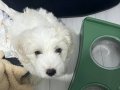 3 Aylık Erkek Maltese Terrier