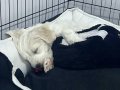 3 Aylık Erkek Maltese Terrier