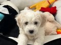 3 Aylık Erkek Maltese Terrier