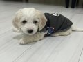 3 Aylık Erkek Maltese Terrier