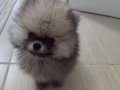 Mini boy ayı surat gold pomerian 2 aylık