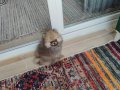 Mini boy ayı surat gold pomerian 2 aylık