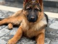 4 Aylık Eğitimli Maskeli Alman Kurdu K9