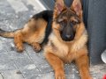 4 Aylık Eğitimli Maskeli Alman Kurdu K9
