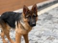 4 Aylık Eğitimli Maskeli Alman Kurdu K9