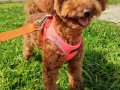 Çok akıllı Toy Poodle kızım