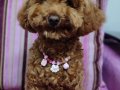 Çok akıllı Toy Poodle kızım