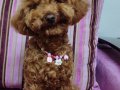 Çok akıllı Toy Poodle kızım