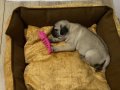 İzmirde 2 Kız 1 erkek yavru Pug 