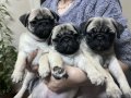İzmirde 2 Kız 1 erkek yavru Pug 