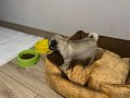 İzmirde 2 Kız 1 erkek yavru Pug 