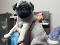 İzmirde 2 Kız 1 erkek yavru Pug 
