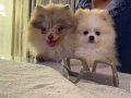 Sevimli 3 aylık Pomeranian Boo yavrular ️