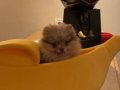 Sevimli 3 aylık Pomeranian Boo yavrular ️