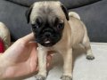 45 Günlük Maskeli Pug Yavrum