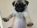 45 Günlük Maskeli Pug Yavrum