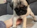 45 Günlük Maskeli Pug Yavrum