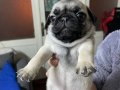 45 Günlük Maskeli Pug Yavrum