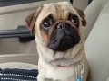 Dişi Pug