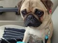 Dişi Pug