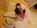 Dişi Pug