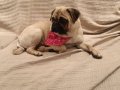 ORJİNAL PUG DİŞİ DÖNEM YAKIN 