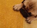 ORJİNAL PUG DİŞİ DÖNEM YAKIN 