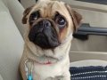 ORJİNAL PUG DİŞİ DÖNEM YAKIN 