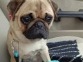 ORJİNAL PUG DİŞİ DÖNEM YAKIN 