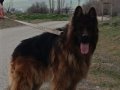 ÇİFT SCRLİ NE İSTEDİGİNE BİLENE MÜKEMMEL DAMIZLIK 