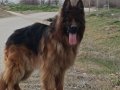 ÇİFT SCRLİ NE İSTEDİGİNE BİLENE MÜKEMMEL DAMIZLIK 