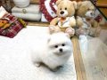 Safkan beyaz Pomeranian Boo yavruları burada