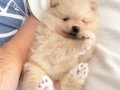 Safkan beyaz Pomeranian Boo yavruları burada