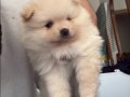 Safkan beyaz Pomeranian Boo yavruları burada