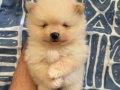 Safkan beyaz Pomeranian Boo yavruları burada
