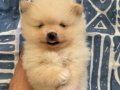 Safkan beyaz Pomeranian Boo yavruları burada