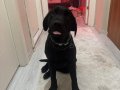 Nadir Bulunan Siyah Black Labrador Ailenizin Yeni Üyesi 