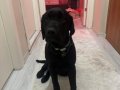 Nadir Bulunan Siyah Black Labrador Ailenizin Yeni Üyesi 