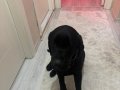 Nadir Bulunan Siyah Black Labrador Ailenizin Yeni Üyesi 