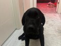 Nadir Bulunan Siyah Black Labrador Ailenizin Yeni Üyesi 