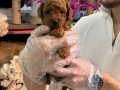 Toy Poodle Yavruları Minik ve A kalite Teacup